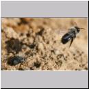 Andrena vaga - Weiden-Sandbiene -06- w27 13mm.jpg
